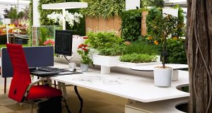 Office plants 300x160 - بلاگ